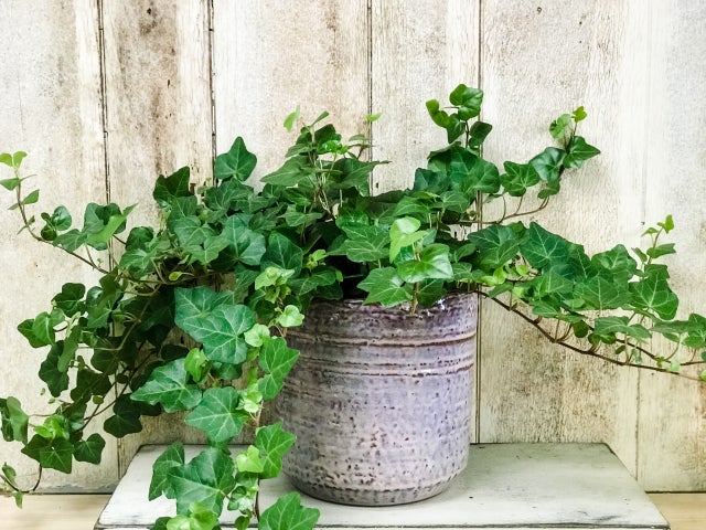 The Vines Flowers Farmington Michigan Plants & Garden Decor Same