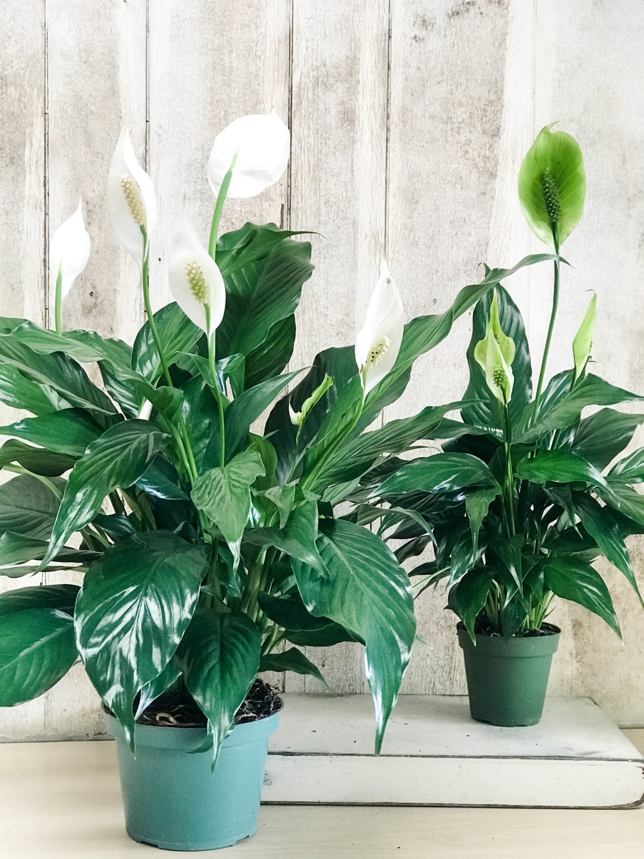 The Vines Flowers Farmington Michigan Plants & Garden Decor Same