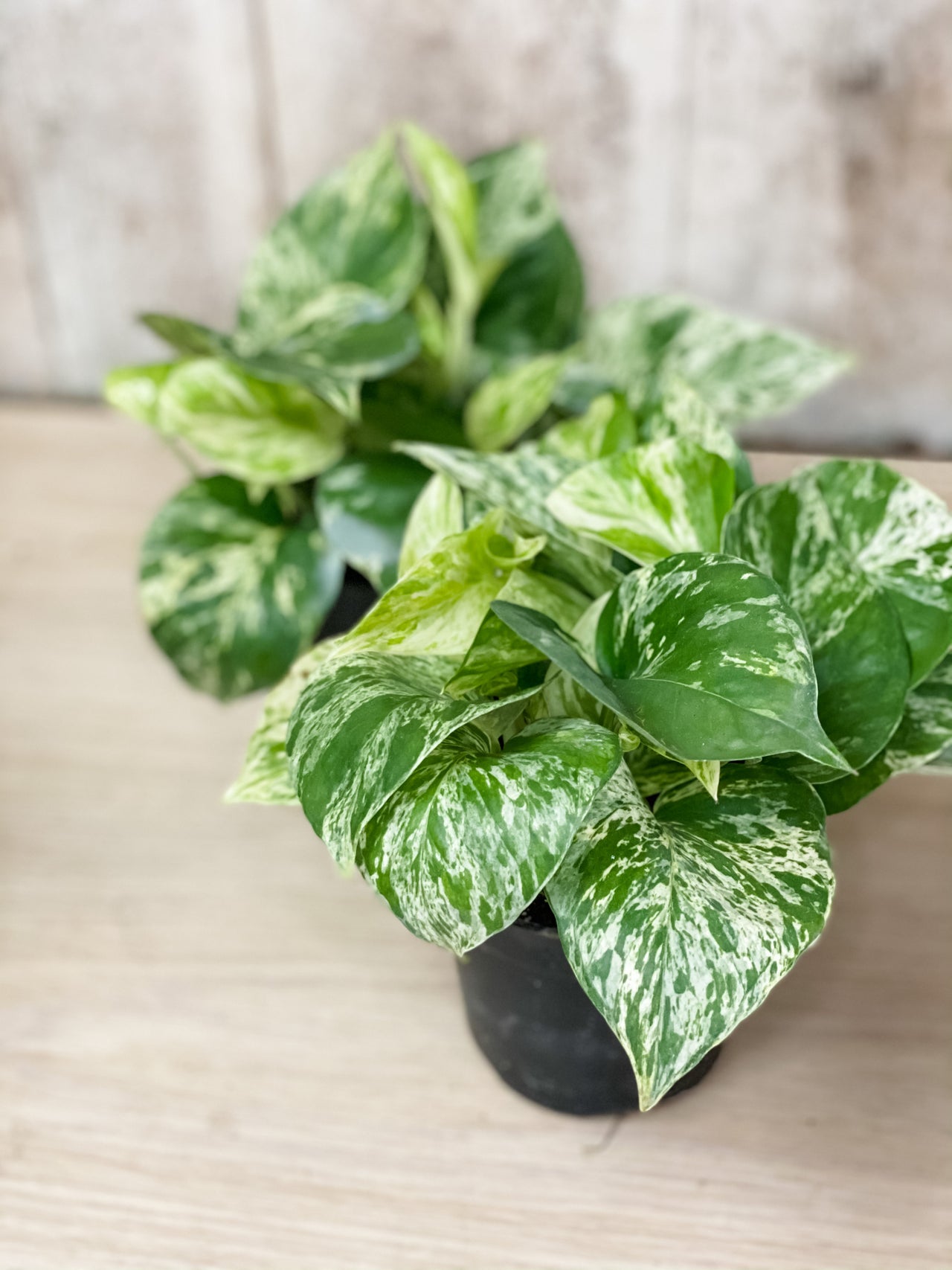 The Vines Flowers Farmington Michigan Plants & Garden Decor Same