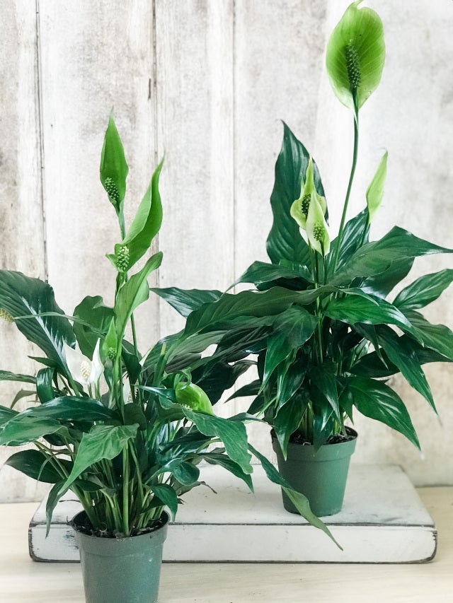 The Vines Flowers Farmington Michigan Plants & Garden Decor Same Flower