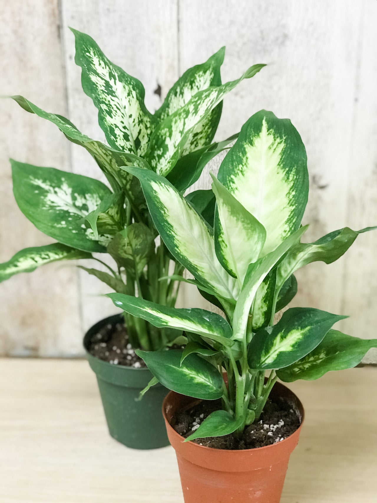 The Vines Flowers Farmington Michigan Plants & Garden Decor Same Flower