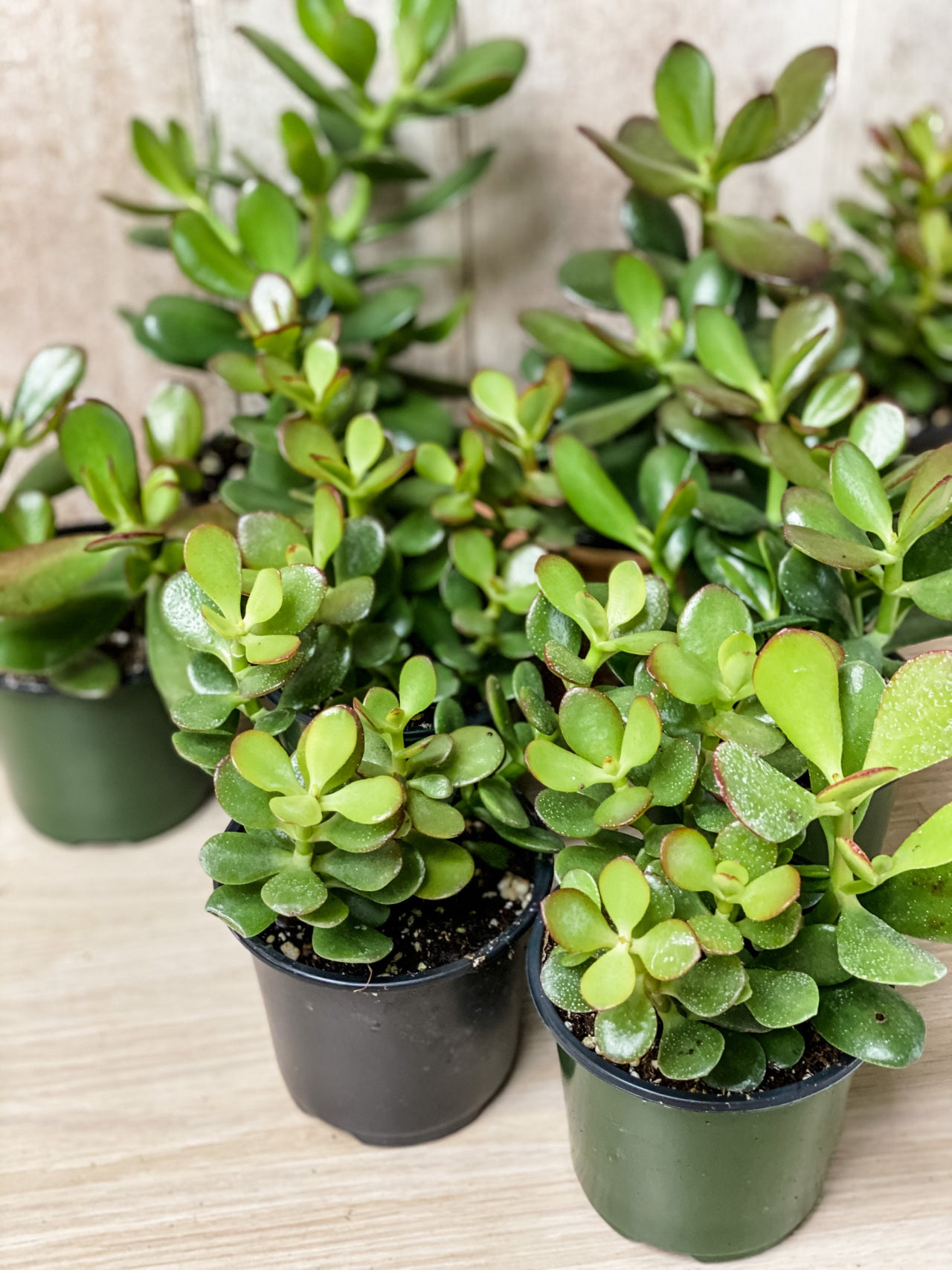 The Vines Flowers Farmington Michigan Plants & Garden Decor Same Flower