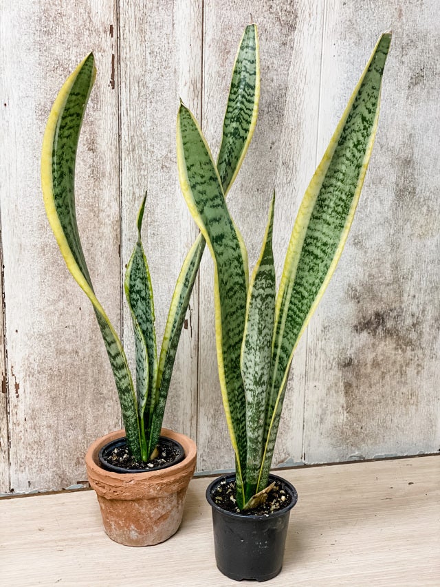 The Vines Flowers Farmington Michigan Plants & Garden Decor Same Flower