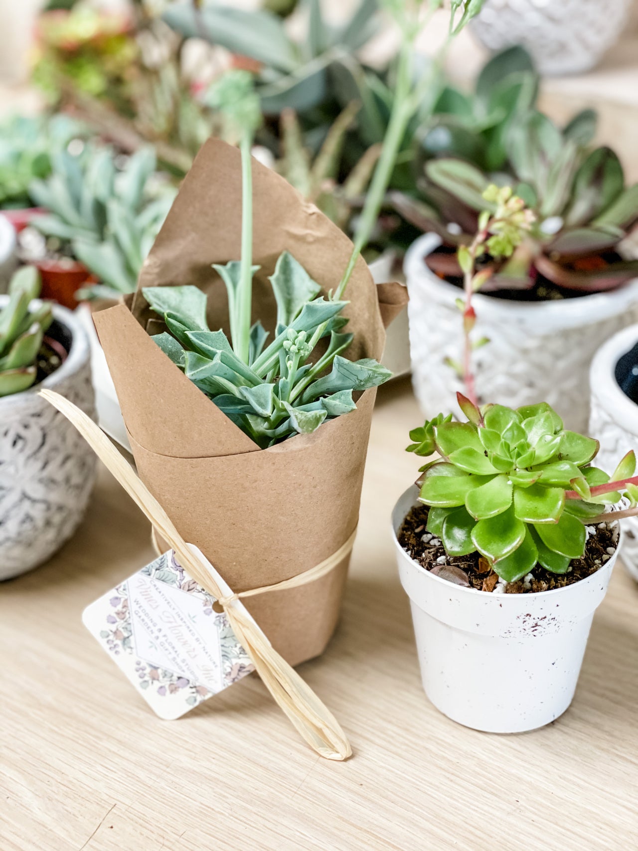 The Vines Flowers Farmington Michigan Plants & Garden Decor Same Flower