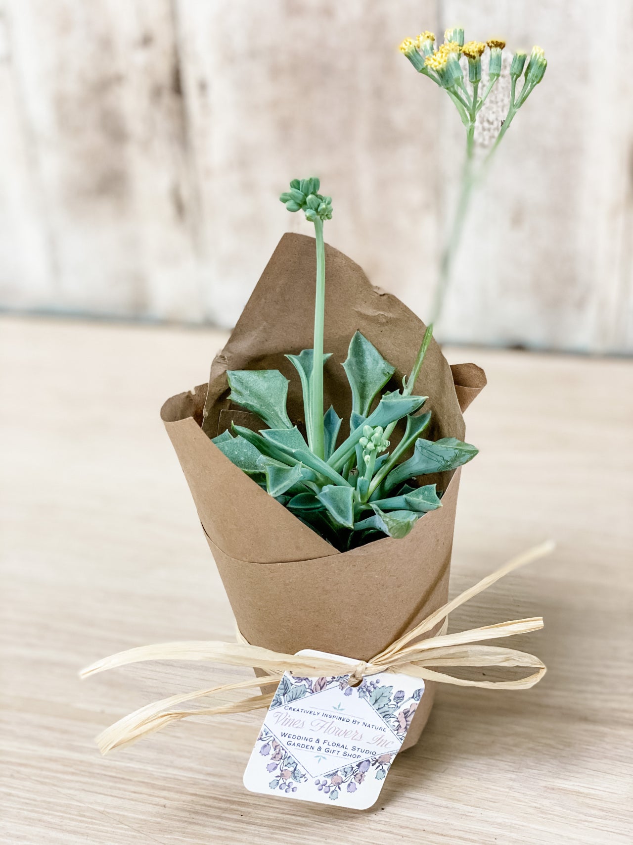 The Vines Flowers Farmington Michigan Plants & Garden Decor Same Flower