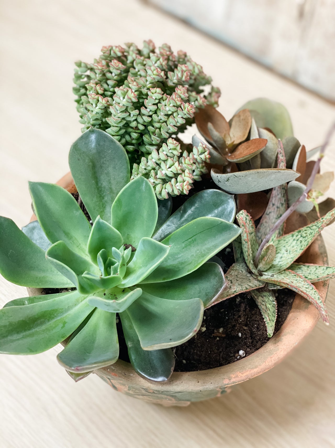 The Vines Flowers Farmington Michigan Plants & Garden Decor Same Flower