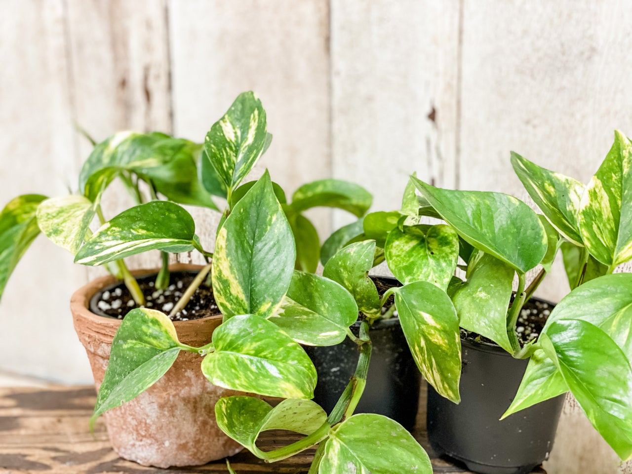 The Vines Flowers Farmington Michigan Plants & Garden Decor Same Flower