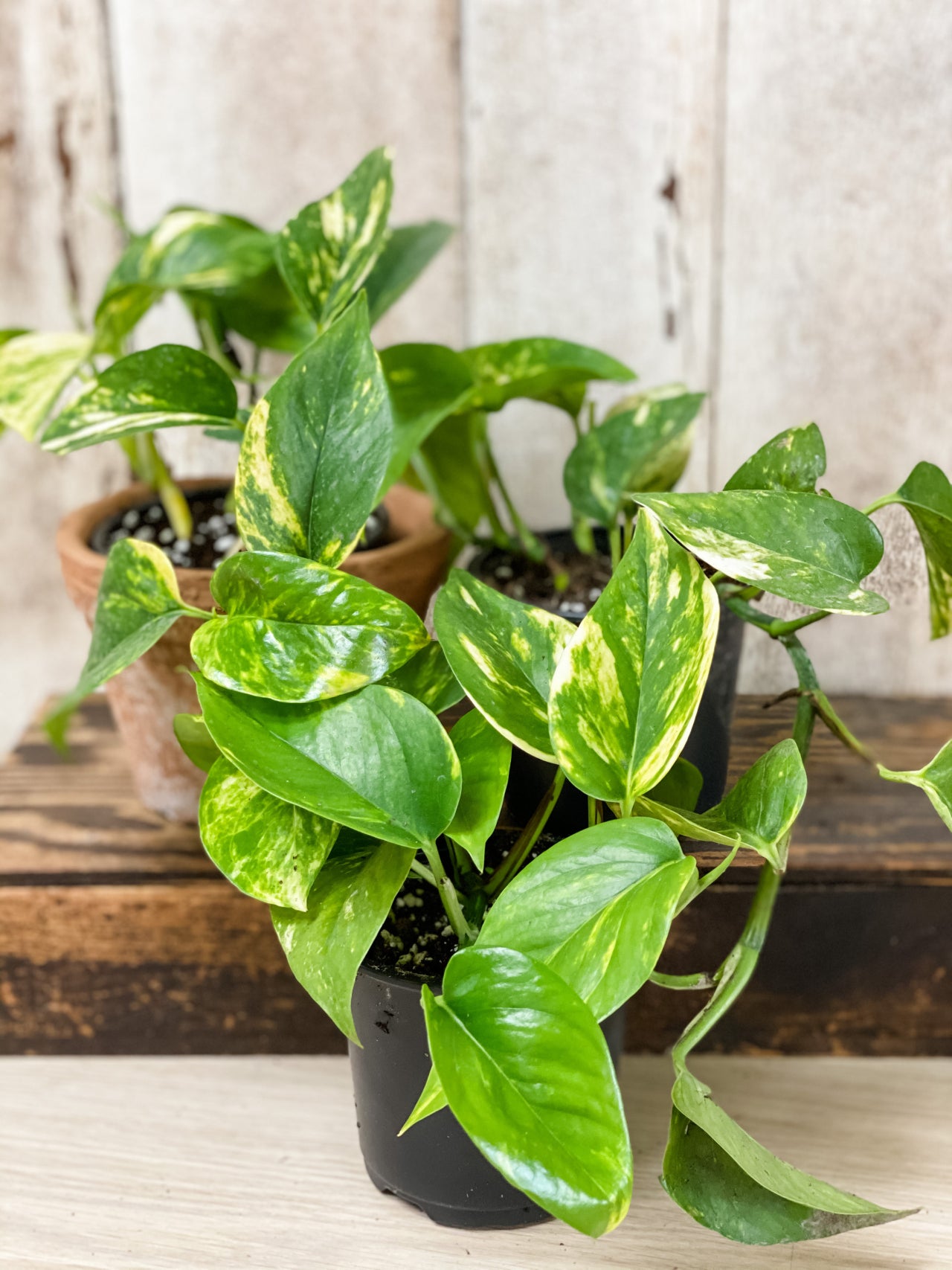 The Vines Flowers Farmington Michigan Plants & Garden Decor Same Flower