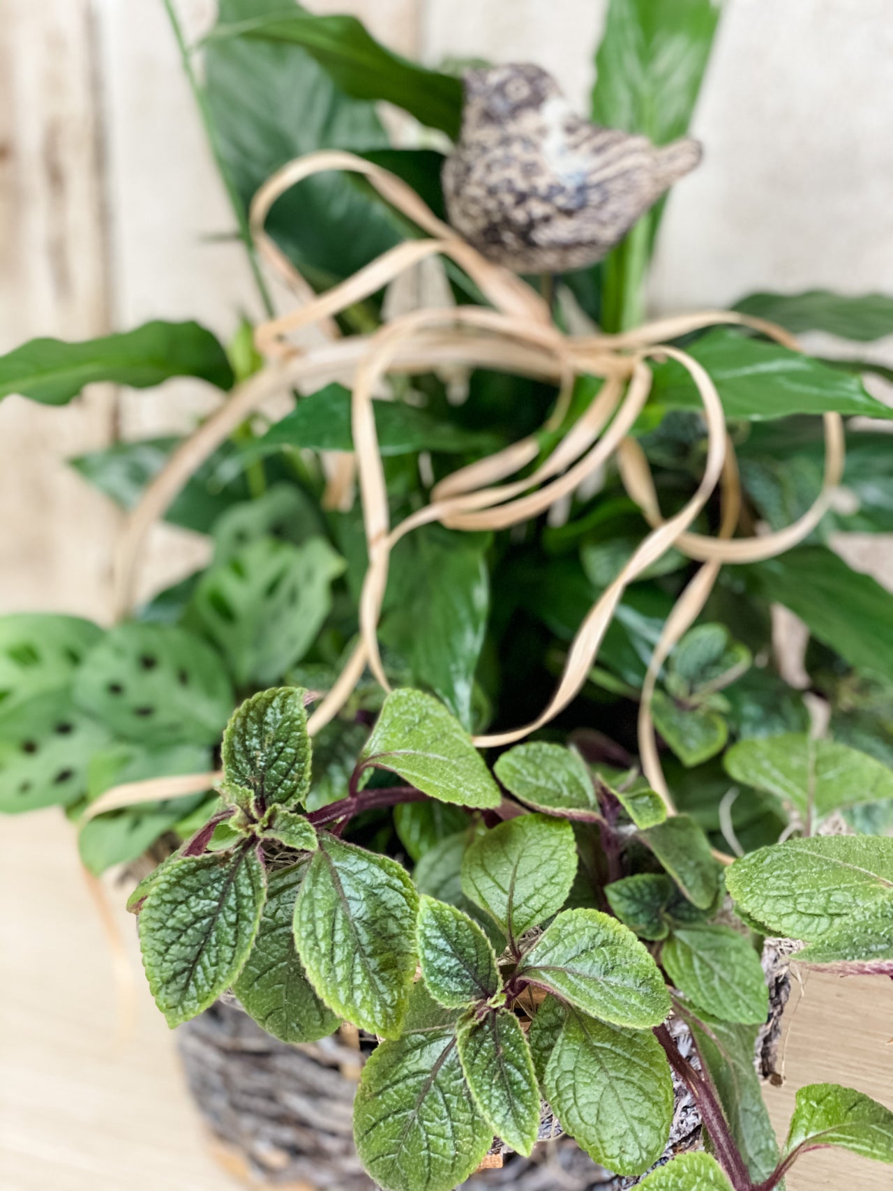 The Vines Flowers Farmington Michigan Plants & Garden Decor Same Flower